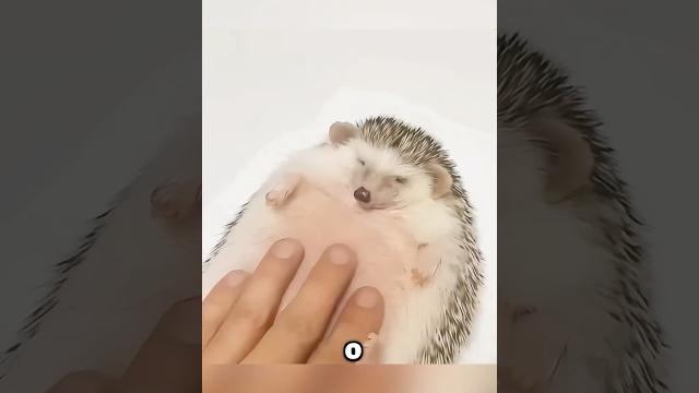 С этим ежиком что-то было не так 🫣 #животные #милыеживотные С этим ежиком что-то было не так 🫣 #животные #милыеживотные