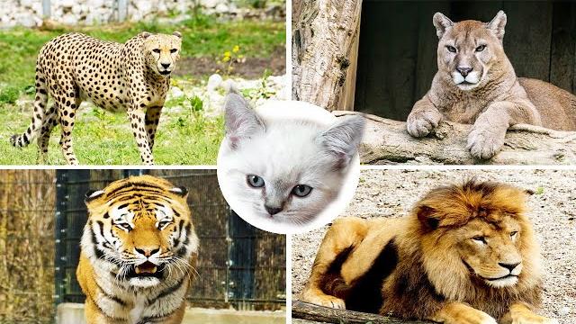 Кошки /Интересные факты о семействе кошачьих / Сборник /Развивающее видео про животных для детей Кошки /Интересные факты о семействе кошачьих / Сборник /Развивающее видео про животных для детей