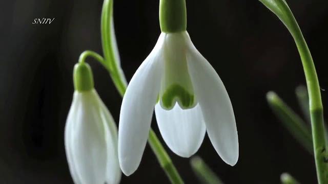 ВЕСНА... ПРОБУЖДЕНИЕ ПРИРОДЫ... ВЕСНА... ПРОБУЖДЕНИЕ ПРИРОДЫ...