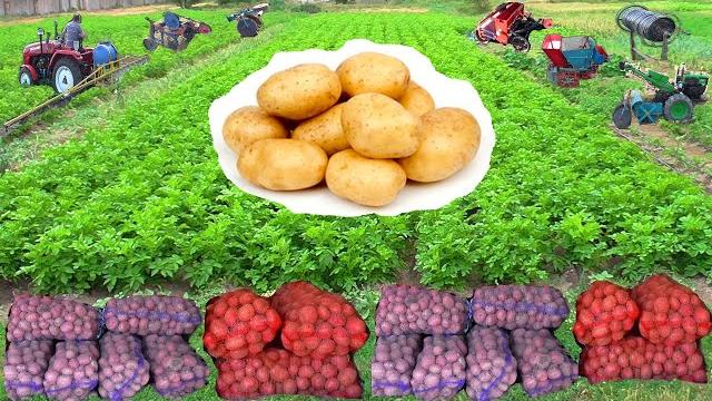 Как вырастить большой урожай картофеля! Как вырастить большой урожай картофеля!