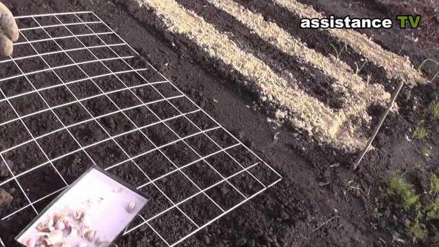 Как посадить Чеснок Как посадить Чеснок