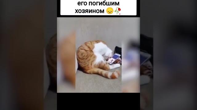 Грустные моменты которые были сняты | Сырок #Грусть #Кот #Моменты #Печаль #Подпишись #Shorts Грустные моменты которые были сняты | Сырок #Грусть #Кот #Моменты #Печаль #Подпишись #Shorts