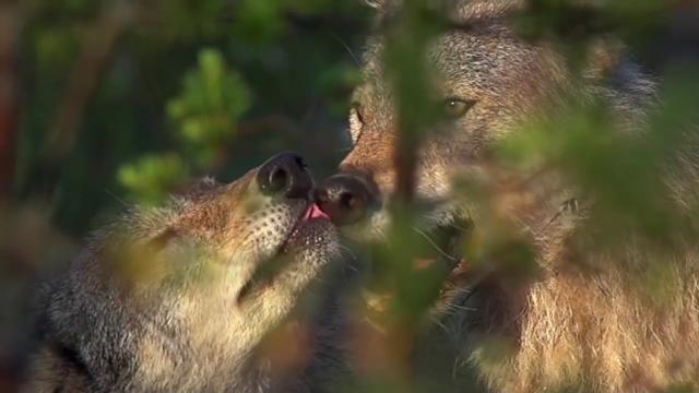 Дикая природа Беларуси. Очень красивое видео Дикая природа Беларуси. Очень красивое видео