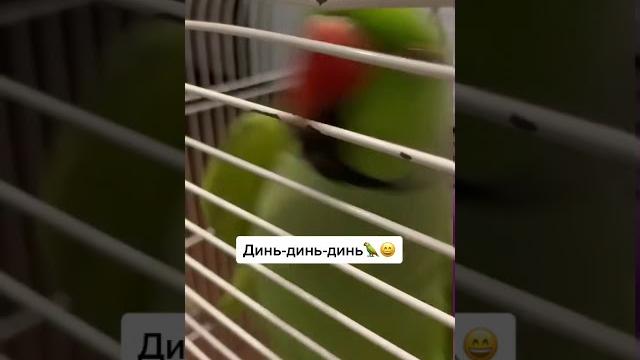 Говорящий попугай Ричи. Видели видео. Говорящий попугай Ричи. Видели видео.