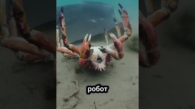 Крабы, спасшие робота-краба! ️ #животные Крабы, спасшие робота-краба! ️ #животные