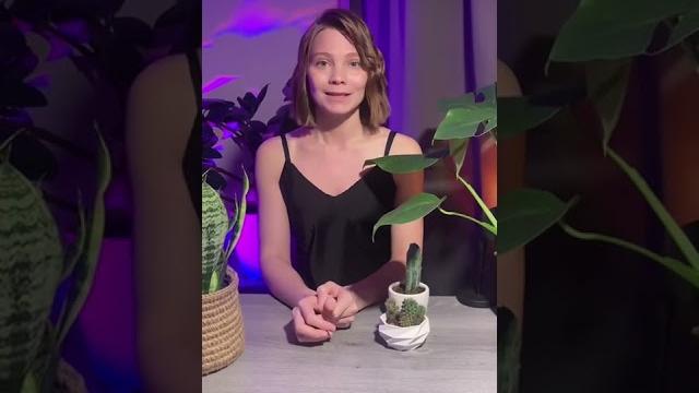 Как спасти умирающий кактус Как спасти умирающий кактус