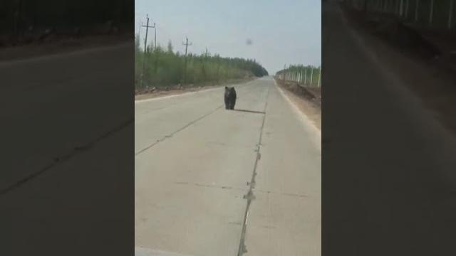 медведь напал на машину газуй быстрее медведь напал на машину газуй быстрее