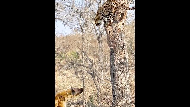 Leopard Thinks Twice About Jumping on Hyena Leopard Thinks Twice About Jumping on Hyena