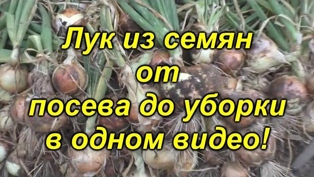 Лук репчатый из семян - в одном видео от посева до уборки! Посмотрите видео и вырастите лук сами! Лук репчатый из семян - в одном видео от посева до уборки! Посмотрите видео и вырастите лук сами!