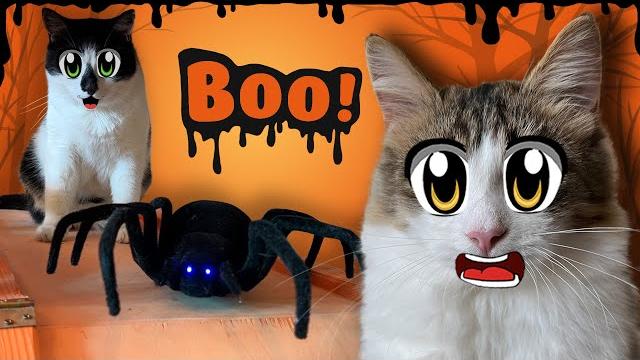 ПРАНКИ над КОТИКАМИ на ХЭЛЛОУИН! СМЕШНЫЕ КОТЯТА против ТАРАКАНОВ! КОТ МАЛЫШ и HALLOWEEN ПРИКОЛЫ ПРАНКИ над КОТИКАМИ на ХЭЛЛОУИН! СМЕШНЫЕ КОТЯТА против ТАРАКАНОВ! КОТ МАЛЫШ и HALLOWEEN ПРИКОЛЫ