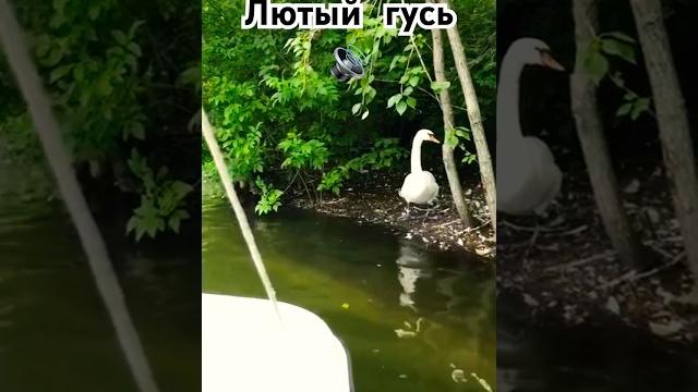 Озвучка #shorts #гусь #приколы #смех Озвучка #shorts #гусь #приколы #смех