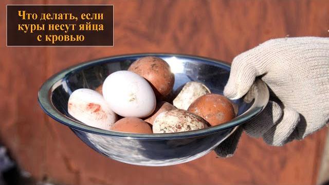 Куры несут яйца с кровью Куры несут яйца с кровью