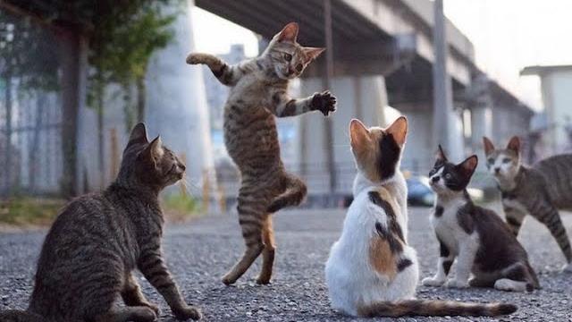 ПРИКОЛЫ С КОТАМИ И СОБАКАМИ 2021 / Приколы со смешными животными / Смешные котики | Подборка #9 ПРИКОЛЫ С КОТАМИ И СОБАКАМИ 2021 / Приколы со смешными животными / Смешные котики | Подборка #9