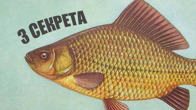 3 секрета как поймать Карася практически всегда и везде! 3 секрета как поймать Карася практически всегда и везде!