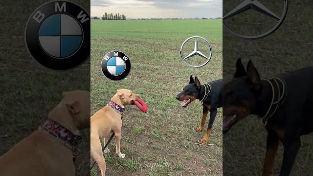 BMW#shorts#edit#bmw#mercedes#nissan#gtr#automobile BMW#shorts#edit#bmw#mercedes#nissan#gtr#automobile