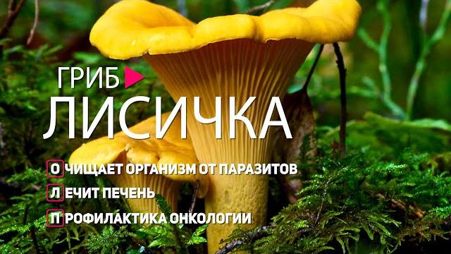 ГРИБЫ ЛИСИЧКИ – КАК ЛУЧШЕ ИСПОЛЬЗОВАТЬ ДЛЯ ЛЕЧЕНИЯ. ПОЛЕЗНЫЕ СВОЙСТВА ГРИБА. СЕКРЕТЫ ДОЛГОЛЕТИЯ ГРИБЫ ЛИСИЧКИ – КАК ЛУЧШЕ ИСПОЛЬЗОВАТЬ ДЛЯ ЛЕЧЕНИЯ. ПОЛЕЗНЫЕ СВОЙСТВА ГРИБА. СЕКРЕТЫ ДОЛГОЛЕТИЯ