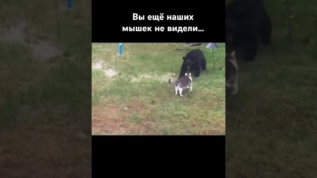 #животные #смешноевидео #смешныеживотные #смешное #смешные #прикол #приколы #кот #коты #котик #юмор #животные #смешноевидео #смешныеживотные #смешное #смешные #прикол #приколы #кот #коты #котик #юмор