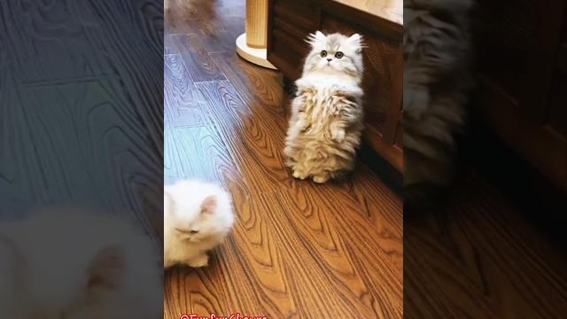 Have You Ever Seen a Munchkin Cat Standing? #munchkin #cats #catlover #gaming #funnycats Have You Ever Seen a Munchkin Cat Standing? #munchkin #cats #catlover #gaming #funnycats