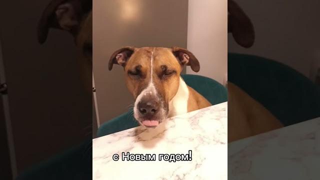 Собака с голосом Брежнева) Поздравляем с Новым Годом! #ханна #говорящаясобака #брежнев Собака с голосом Брежнева) Поздравляем с Новым Годом! #ханна #говорящаясобака #брежнев