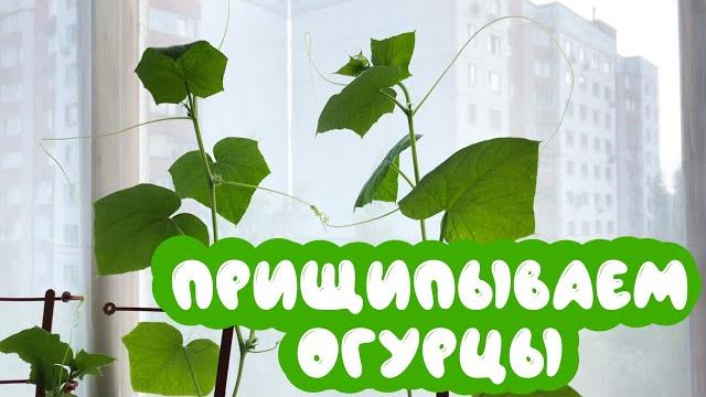 Зачем прищипывать огурцы и как правильно это делать Зачем прищипывать огурцы и как правильно это делать