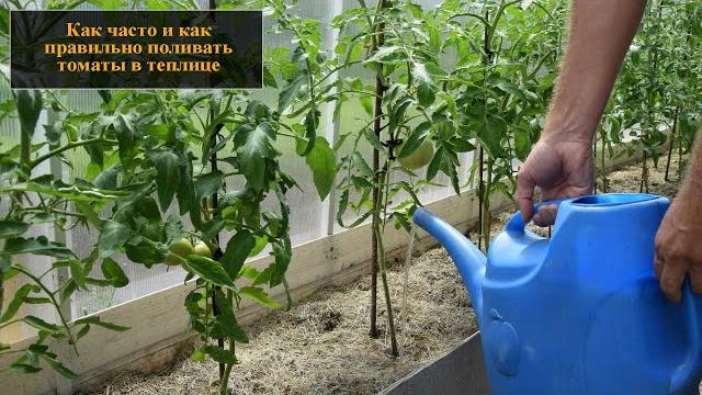 Как часто и как поливать помидоры в теплице Как часто и как поливать помидоры в теплице