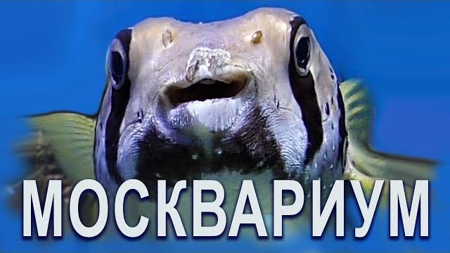 Ядовитая Рыба фугу /Москвариум ВДНХ /Рыба-ёж /Иглобрюхие /Московский Океанариум видео экскурсия Ядовитая Рыба фугу /Москвариум ВДНХ /Рыба-ёж /Иглобрюхие /Московский Океанариум видео экскурсия