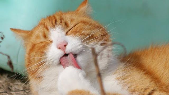 Всемирный День Кошек. World Cat Day. Всемирный День Кошек. World Cat Day.