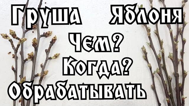 ПЕРВАЯ ОБРАБОТКА ГРУШИ И ЯБЛОНИ ПЕРВАЯ ОБРАБОТКА ГРУШИ И ЯБЛОНИ