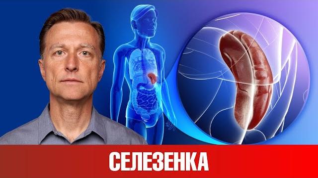 Главное, для чего нам нужна селезенка! Главное, для чего нам нужна селезенка!