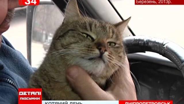 Всемирный день кошек Всемирный день кошек
