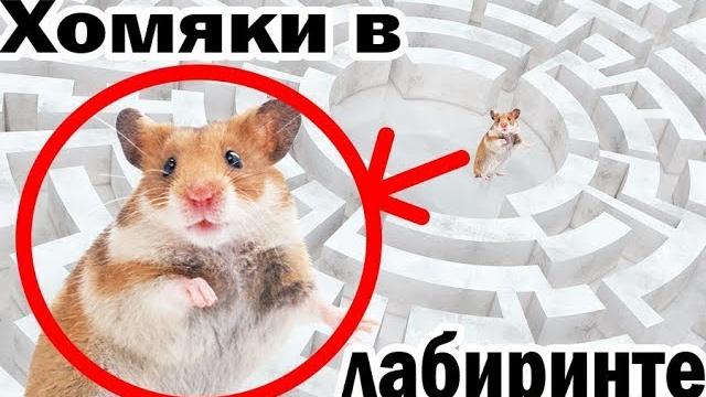 Хомяки в лабиринте из книг: встретятся ли??? Хомяки в лабиринте из книг: встретятся ли???
