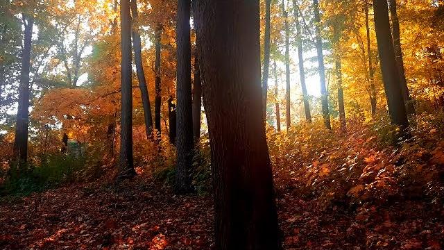 Красивая и печальная золотая осень Красивая и печальная золотая осень