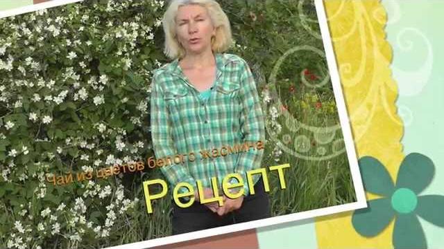 Рецепт приготовления чая из цветов белого жасмина Рецепт приготовления чая из цветов белого жасмина