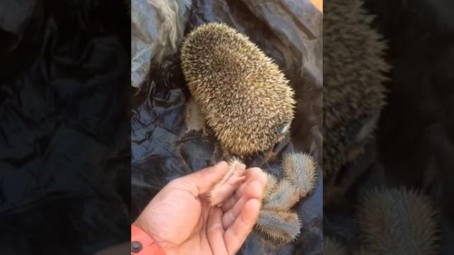 Маленькие ежики Маленькие ежики