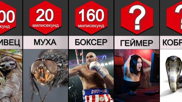 Сравнение: Скорость Реакции Животных и Людей Сравнение: Скорость Реакции Животных и Людей