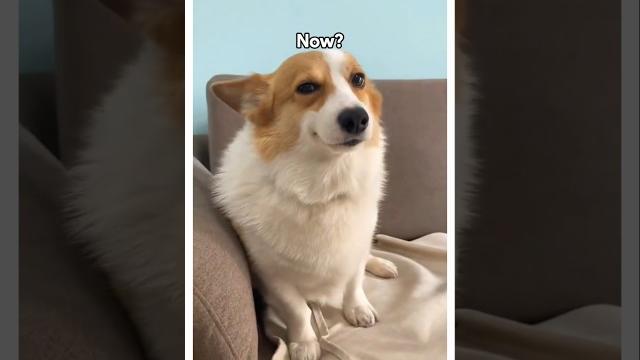 Dogs are so smart️ Dogs are so smart️