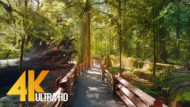 4K Virtual Hike through Canadian Forest (with Nature Sounds) - Incredible Nature of British Columbia 4K Virtual Hike through Canadian Forest (with Nature Sounds) - Incredible Nature of British Columbia