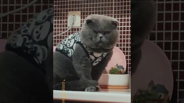 Самый красивый кот в мире Самый красивый кот в мире