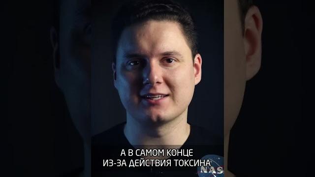 Ботулизм Ботулизм
