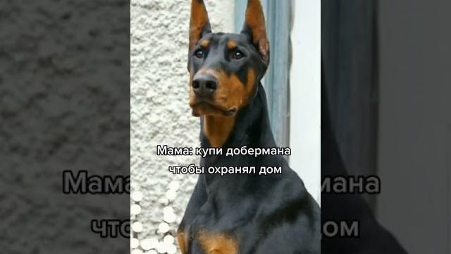 КТО ДОБЕРМАН? КТО ДОБЕРМАН?