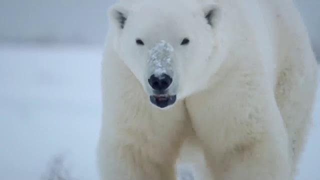 Самые опасные Животные в Мире Самые опасные Животные в Мире