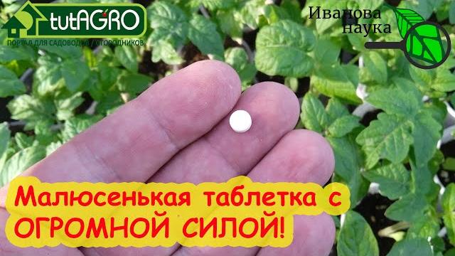 В 100 раз УСИЛИТ ЛЮБОЕ УДОБРЕНИЕ! Маленькая таблетка из любой аптеки с огромной силой! Испытайте ее! В 100 раз УСИЛИТ ЛЮБОЕ УДОБРЕНИЕ! Маленькая таблетка из любой аптеки с огромной силой! Испытайте ее!