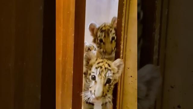 2022 Год Тигра !2022 Year of the Tiger 2022 Год Тигра !2022 Year of the Tiger