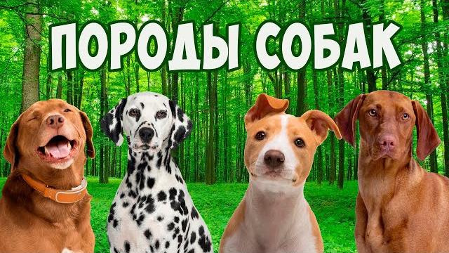 Породы собак с фотографиями и названиями для детей | Детское развивающее видео для малышей Породы собак с фотографиями и названиями для детей | Детское развивающее видео для малышей