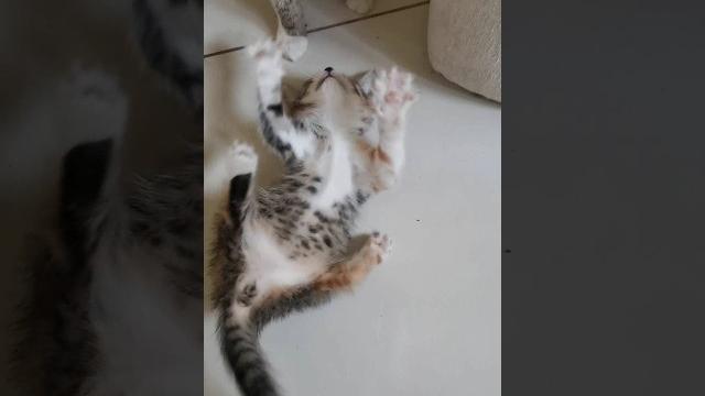 ПРИКОЛЫ С УТРА!!! ️️️️️️ ПРИКОЛЫ С УТРА!!! ️️️️️️
