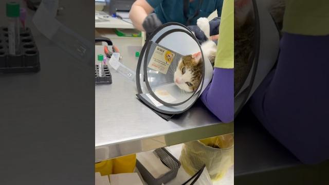Минусы жизни с 17-ю кошками Минусы жизни с 17-ю кошками