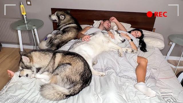 ЧТО делают Собаки, Когда МЫ СПИМ? СКРЫТАЯ КАМЕРА! ЧТО делают Собаки, Когда МЫ СПИМ? СКРЫТАЯ КАМЕРА!