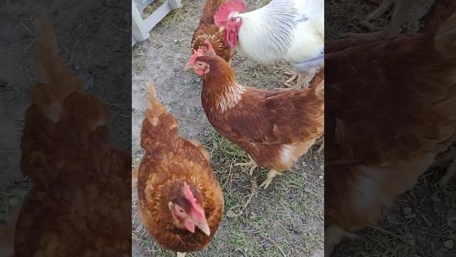 Петух не отдаёт курицу Петух не отдаёт курицу