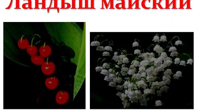 Ядовитые растения видео урок ГУЗ СОЦМП Ядовитые растения видео урок ГУЗ СОЦМП