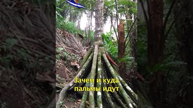 Ходячие Пальмы Эквадора #shorts Ходячие Пальмы Эквадора #shorts